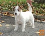JACK RUSSELL TERRIER SAMČEK Z RODOVNIKOM