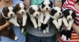 BORDER COLLIE PUPPIES