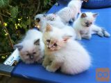 RAGDOLL MLADIČKI (cepljeni in sterilizirani/kastrirani)