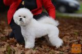 BICHON mladiči