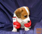 Jack Russell Terrier