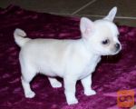 female Mini chihuahua puppy for adoption