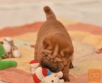 Shar pei i šiba inu stenci na prodaju