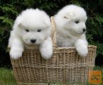 Moški in ženski Samojed mladiči