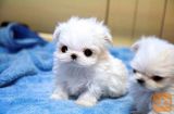 Maltese puppies