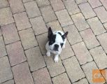 Boston terrier beli mladički 600-800€