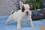 majhen francoski buldog mladiček
