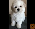 Bichon i bolonjezer stenci na prodaju