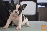 Francoski Bulldog Mladički