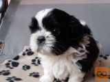 SHIH TZU Z RODOVNIKOM