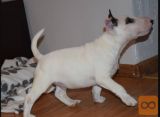 Bulterijer i dogo argentino stenci na prodaju
