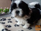 SHIH TZU Z RODOVNIKOM