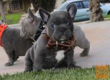 modri francoski buldog mladički