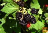Sadike robid (Rubus fruticosus L.)