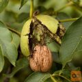 Sadike oreha (Juglans regia )