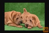 Shar pej i šiba inu stenci na prodaju