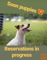 Jack Russell Terier