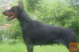 Doberman zenka/female