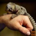 Baby marmoset opice za posvojitev