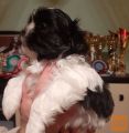 SHIH TZU MLADIČKI Z RODOVNIKOM