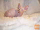 Beautiful cats Sphynx