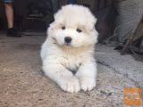 Sibirski samojed štenci