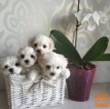 Maltezer i coton de tulear stenci na prodaju