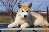Aljaski malamut i akita inu stenci na prodaju