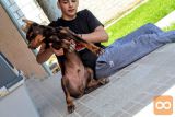 Doberman mladiči