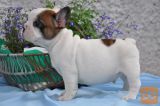 dragoceni mali francoski buldog