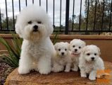Bichon i bolonjezer stenci na prodaju