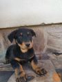 beauceron psička