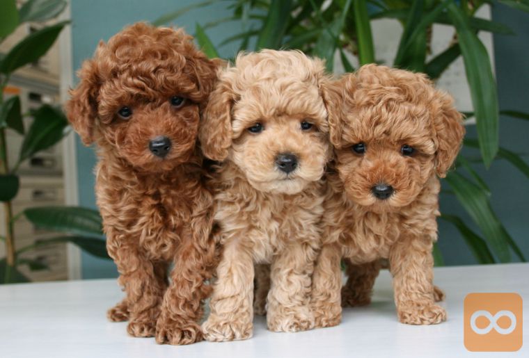 Havanski Bison i Pudel toy (Patuljasta) stenci prodaja salomon.si