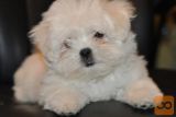 Maltezer i coton de tulear stenci na prodaju