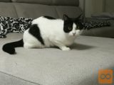 Domača mačka Rocky/Kim