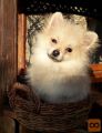 Pomeranian - Nemački Patuljasti Špic