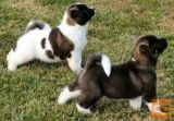 Mladiči Akita Inu