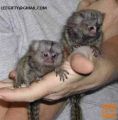 finger baby, opica marmoset zdaj naprodaj