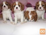 Cavalier King Charles Španiel