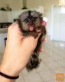 Zdrava opica za dojenčke marmoset, ki je trenutno