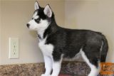 Sibirski husky..
