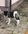 Americka Akita ženke na prodaju