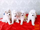 Samojed i sibirski haski stenci na prodaju