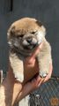 Shiba Inu puppies for sale