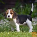 Čudoviti psički Beagle