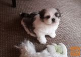 Shih tzu