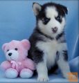 Charming Siberian Husky puppies for sale