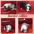Border collie štenci