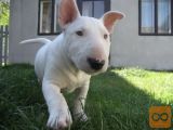 Bulterijer i dogo argentino stenci na prodaju