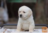 Labrador retriver i bullmastif stenci na prodaju